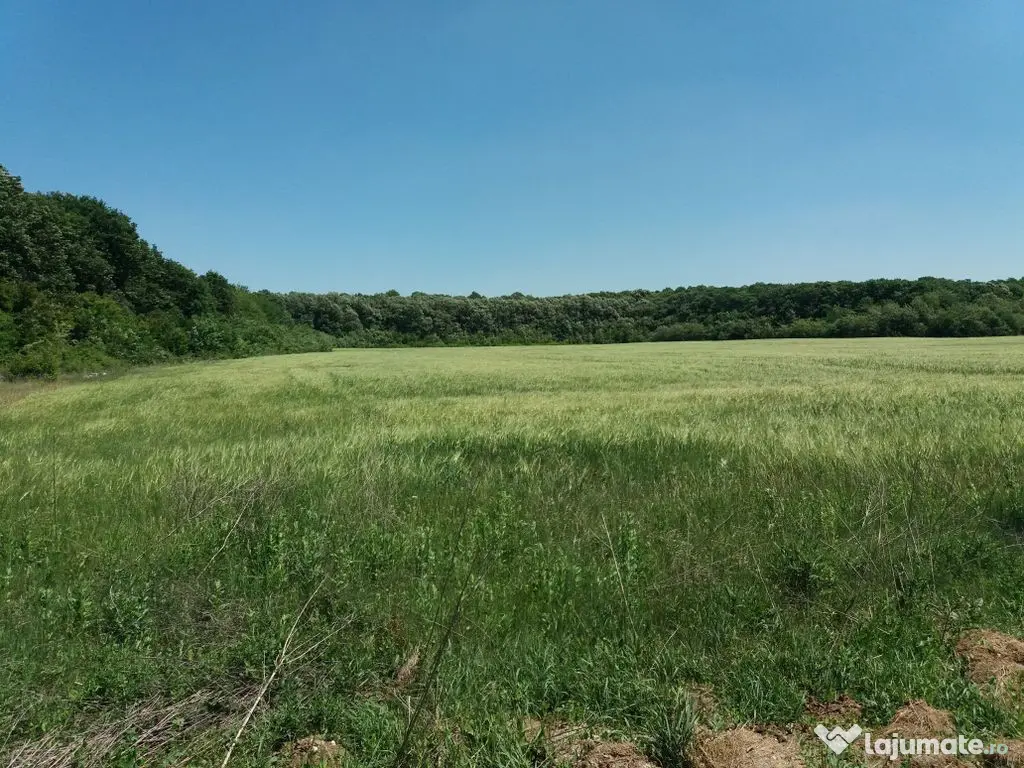 Teren intravilan inconjurat de padure, Ciofliceni, Snagov...