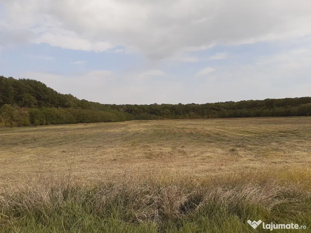 Teren intravilan inconjurat de padure, Ciofliceni, Snagov...