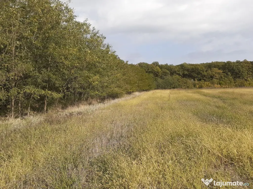 Teren intravilan inconjurat de padure, Ciofliceni, Snagov...