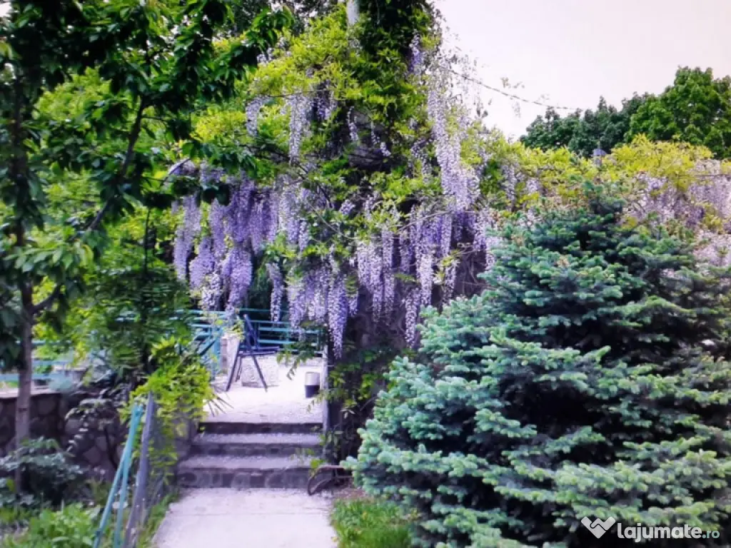 VILA SAFTICA individuala 