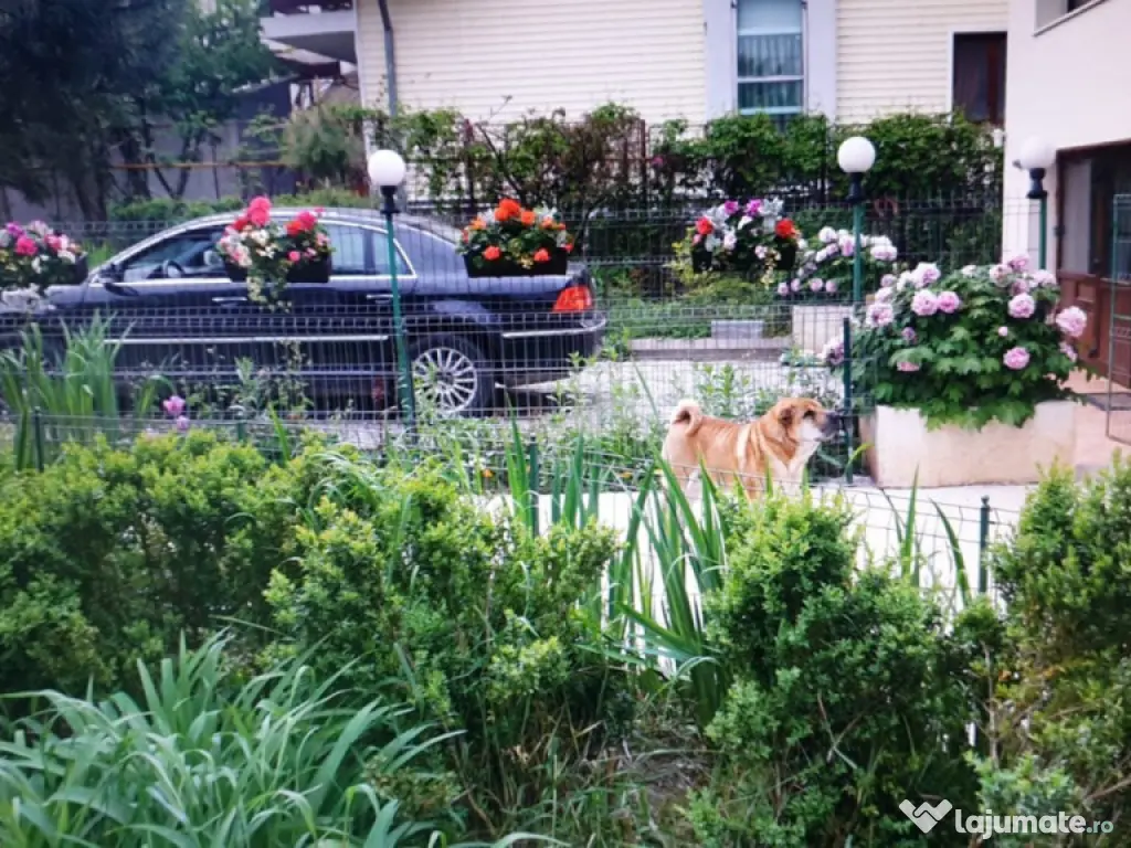 VILA SAFTICA individuala 