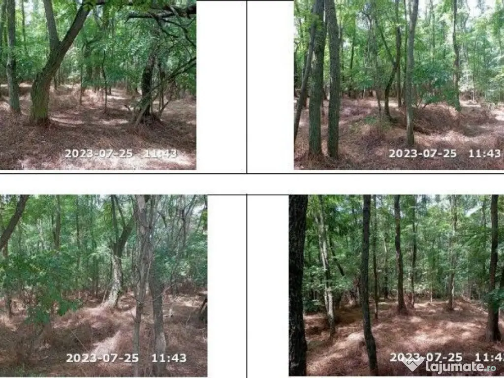 Teren padure, cota de 1/48 Horgesti, ID: R2325871 