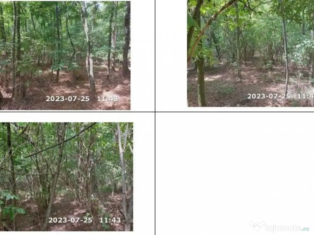 Teren padure, cota de 1/48 Horgesti, ID: R2325871 