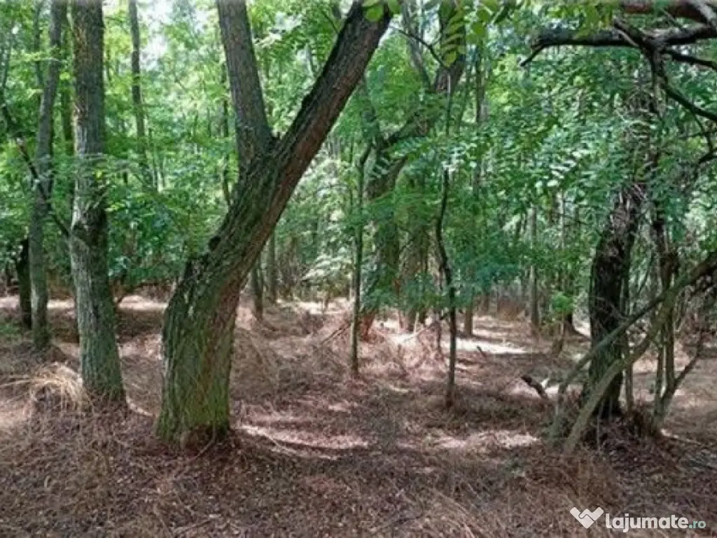 Teren padure, cota de 1/48 Horgesti, ID: R2325871 