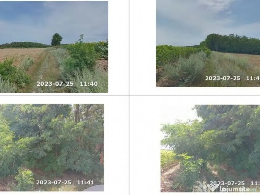 Teren padure, cota de 1/48 Horgesti, ID: R2325871 