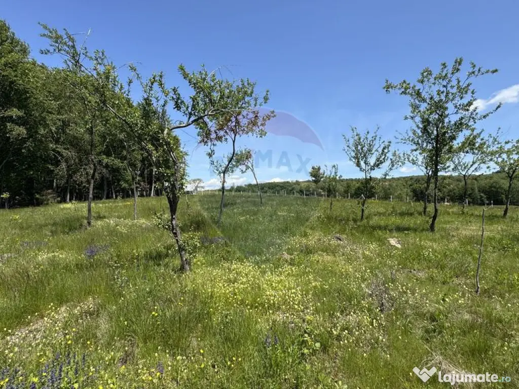 Teren intravilan de vanzare 55 600 mp Codru Butesii 