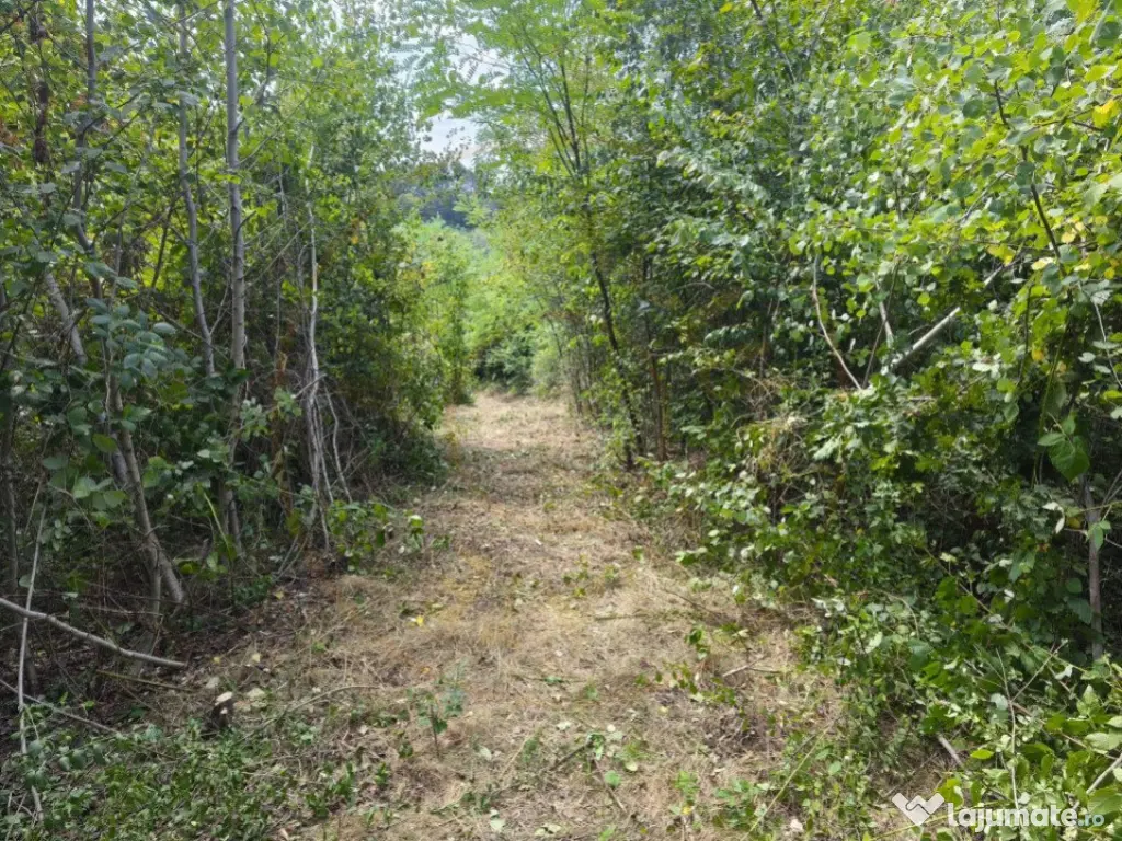 Teren 2552 mp x 14€ Mosoaia Hintesti -Strada Basangesti