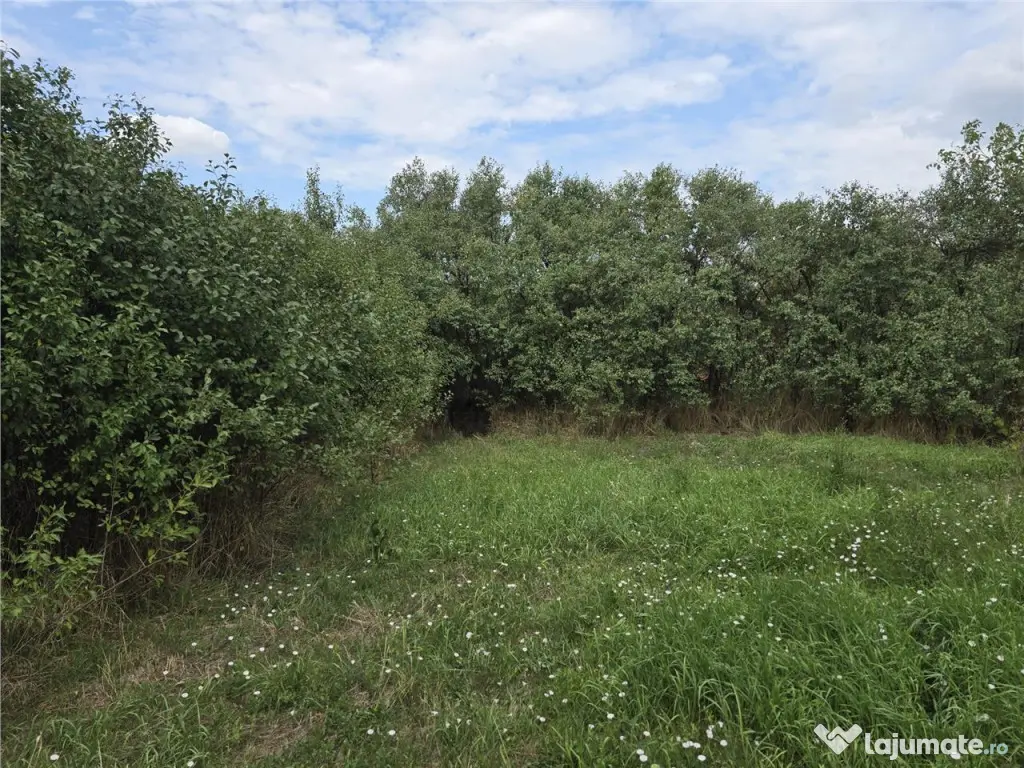 RECO IMOBILIARE CASA BATRANEASCA TINCA 