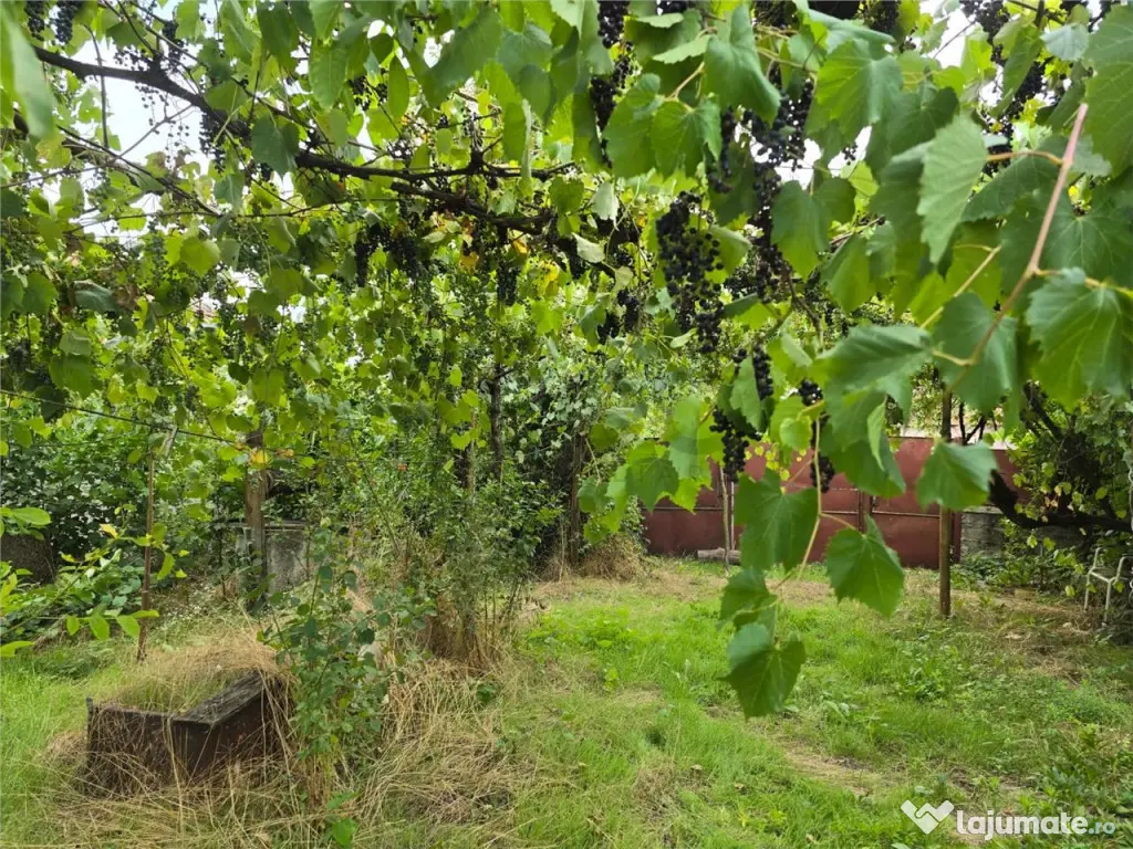 RECO IMOBILIARE CASA BATRANEASCA TINCA 