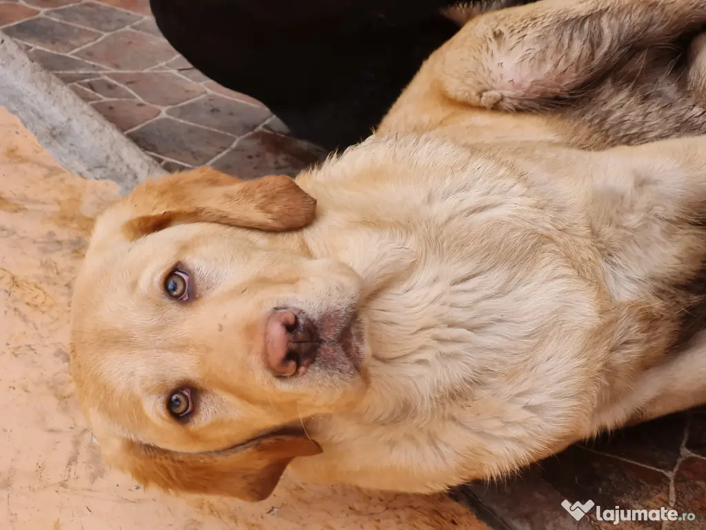Labrador Retriever Auriu, complet  vaccinat și deparazitat 