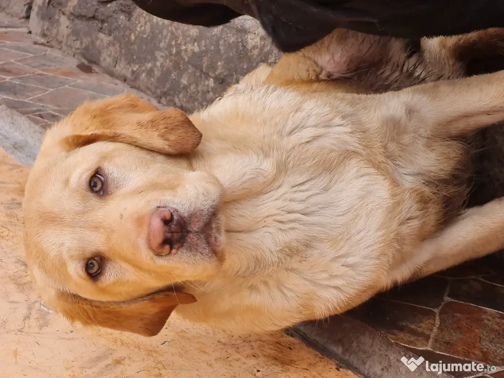Labrador Retriever Auriu, complet  vaccinat și deparazitat 