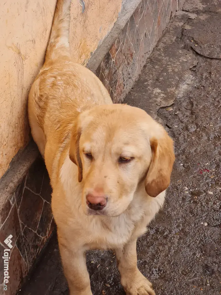 Labrador Retriever Auriu, complet  vaccinat și deparazitat 