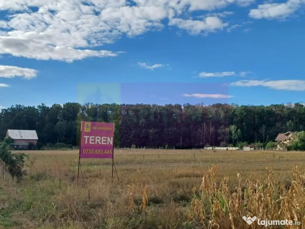 Gulia teren 11.157 mp, lângă Pădurea Cereanca 