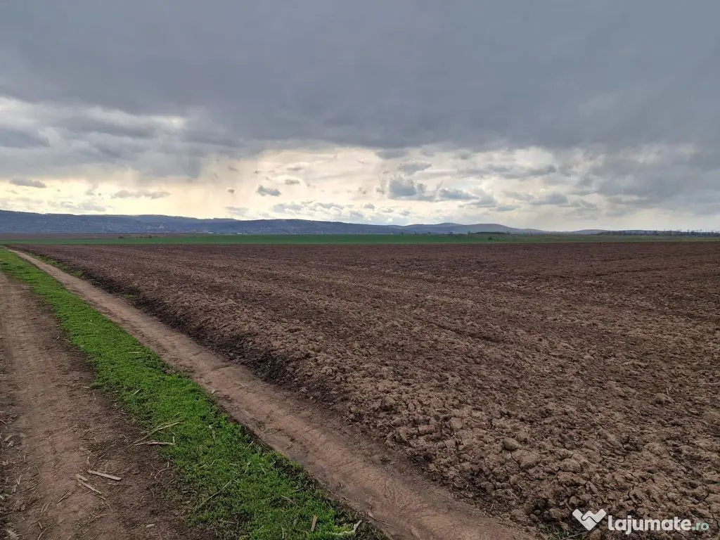 Teren 10,000mp Bacau / Strada Alexandru Safran 