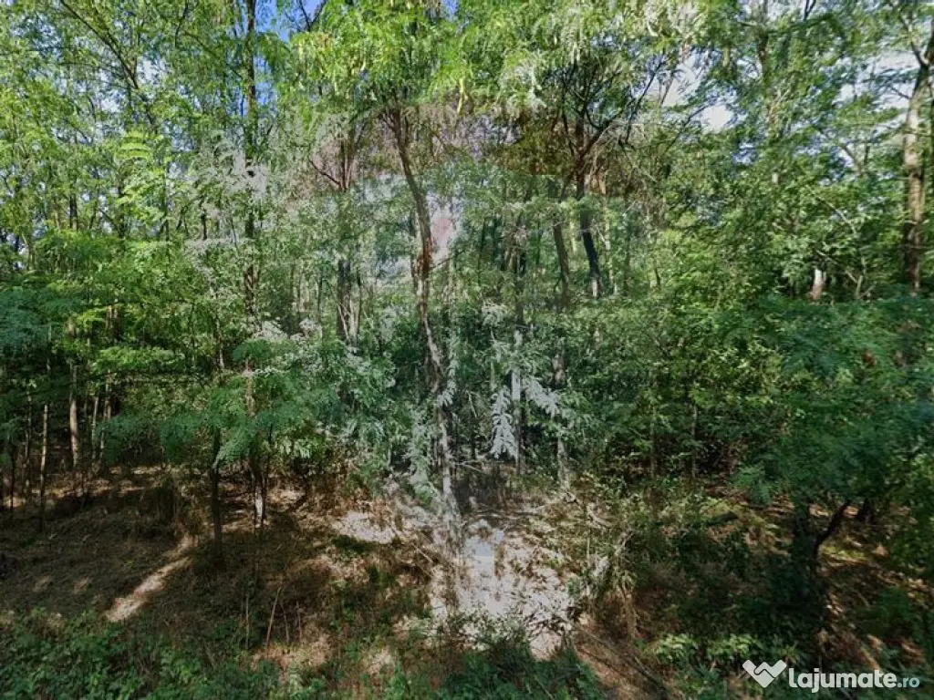 Teren 10,000mp Afumati | Padure | Soseaua Petrachioaia 