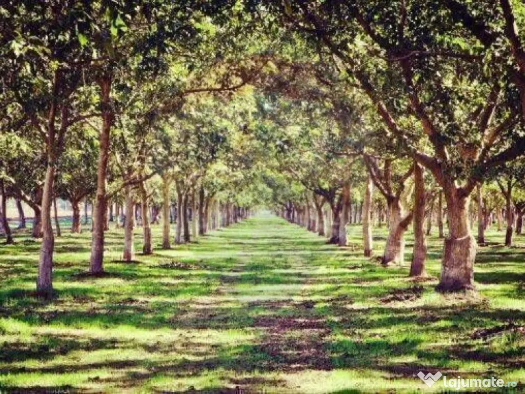 Teren / Padure 8ha Lunca Siretului. 