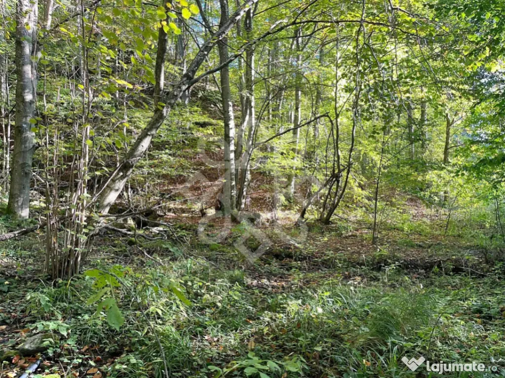 Teren pentru casa de vacanta pe Valea Bratcutei, Bihor 