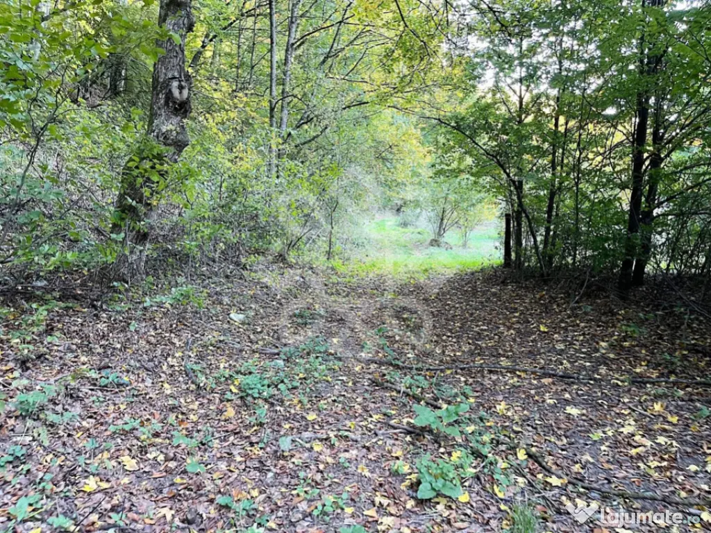 Teren pentru casa de vacanta pe Valea Bratcutei, Bihor 