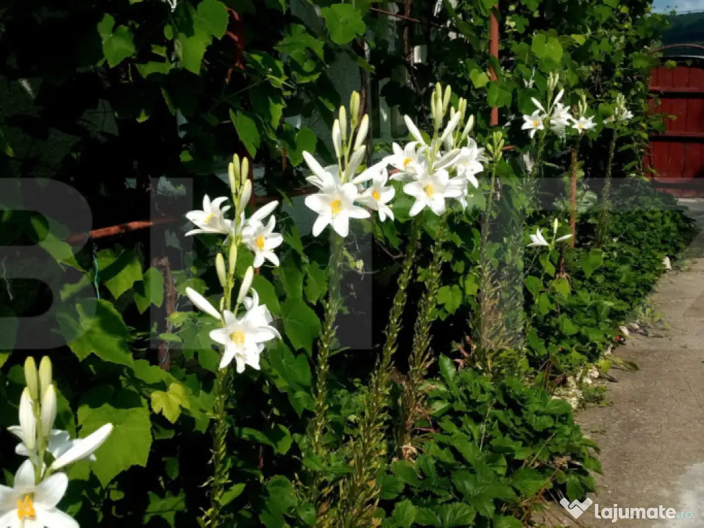 Casă de vânzare în comuna Homorod – liniște, confort