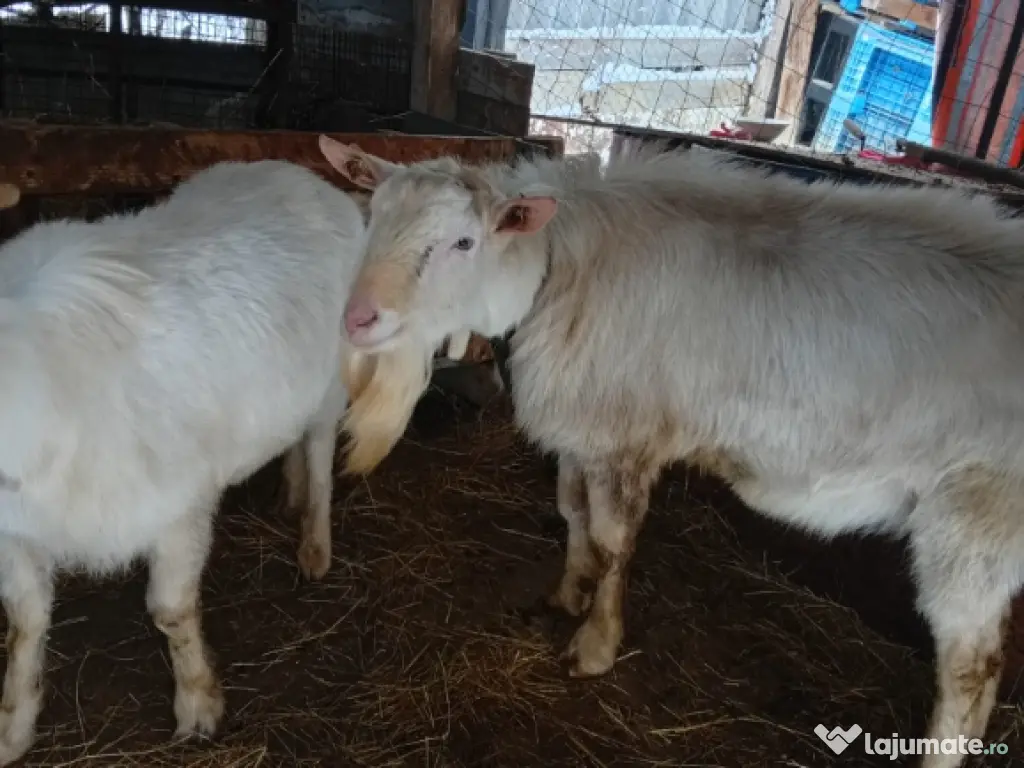 vând lot de capre sannen 