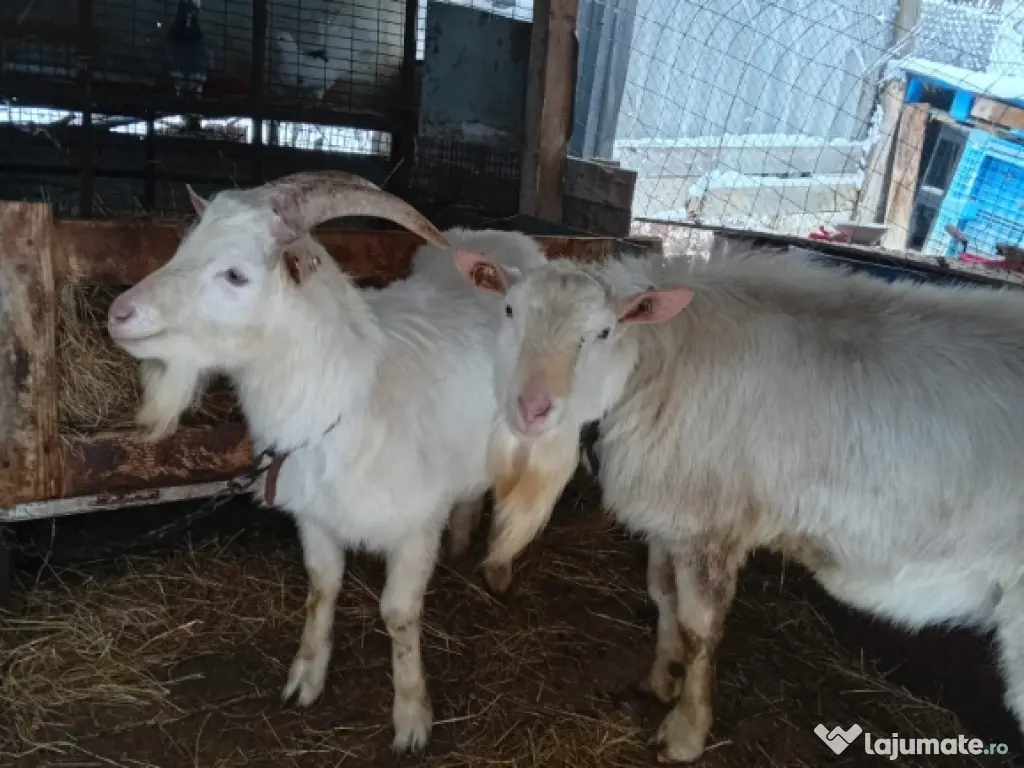 vând lot de capre sannen 