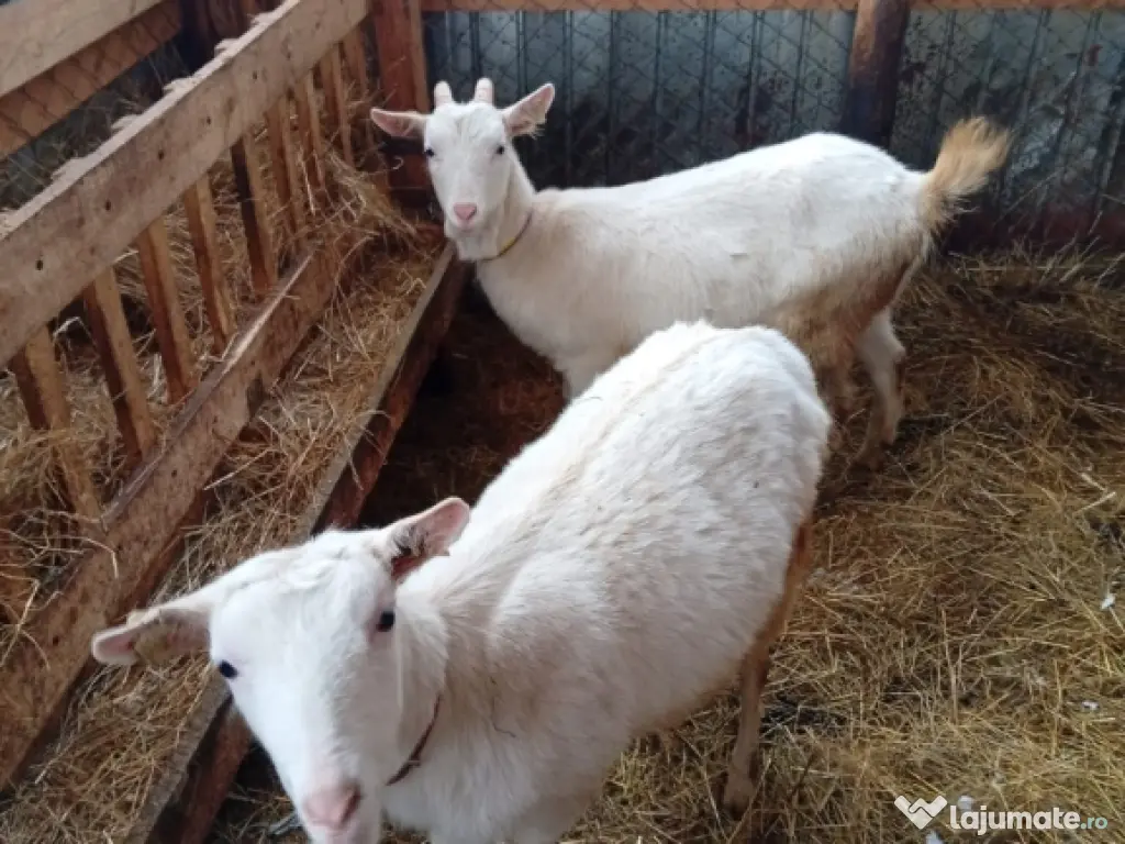 vând lot de capre sannen 