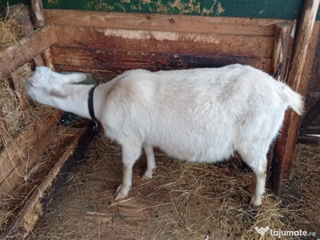 vând lot de capre sannen 