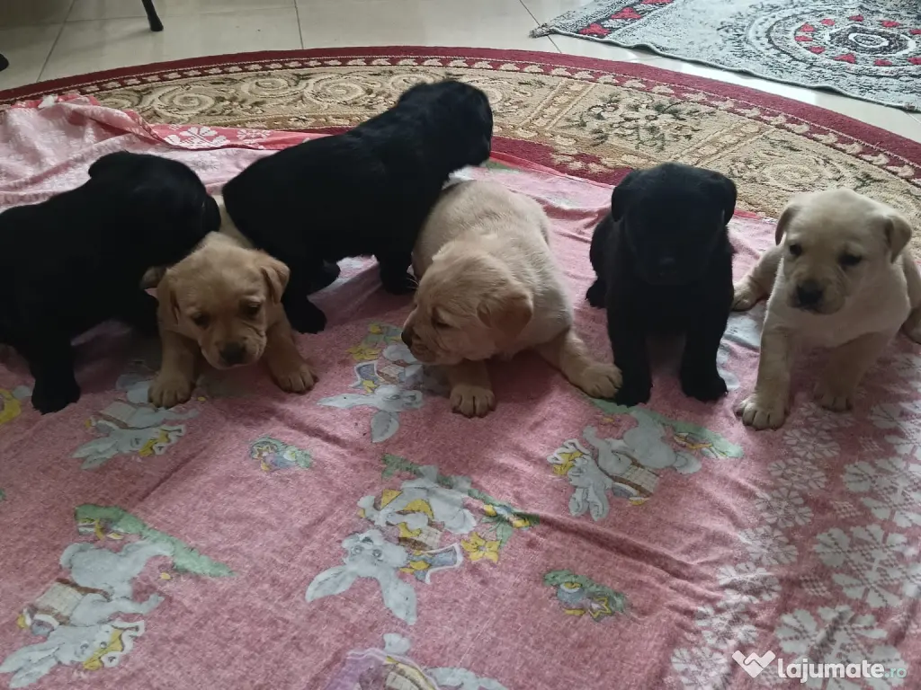 Vând pui Labrador Retriever! 