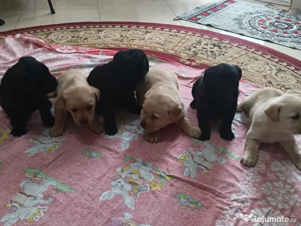 Vând pui Labrador Retriever! 