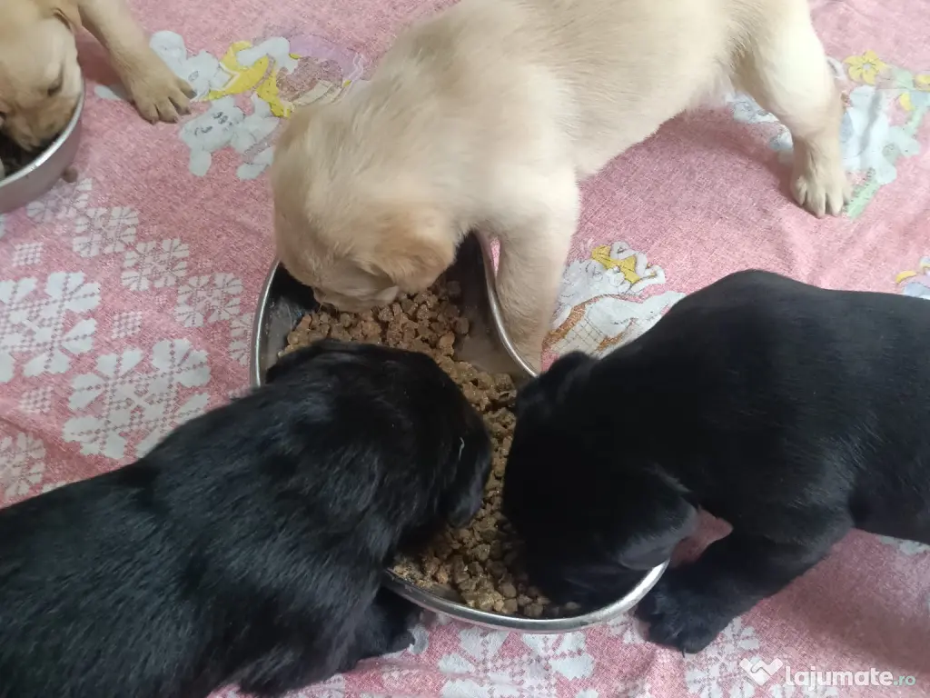 Vând pui Labrador Retriever! 