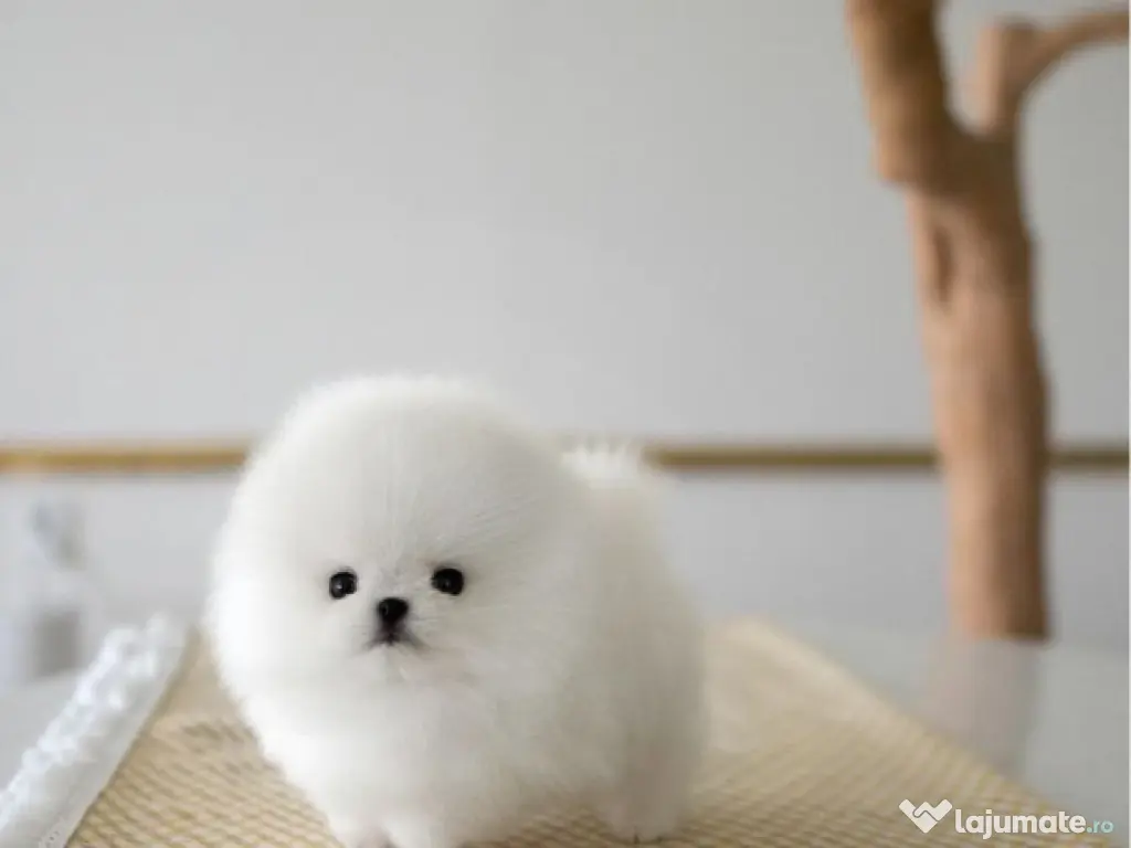 Pomeranian mini toy 