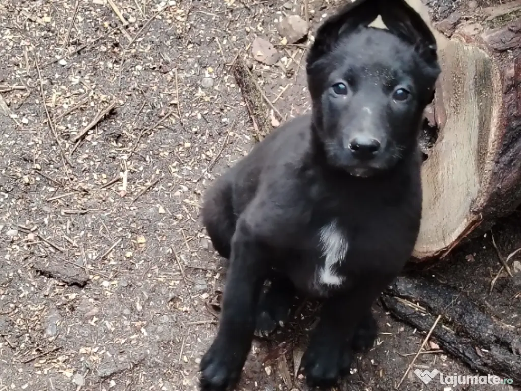 Vând căței Ciobănesc Belgian Malinois