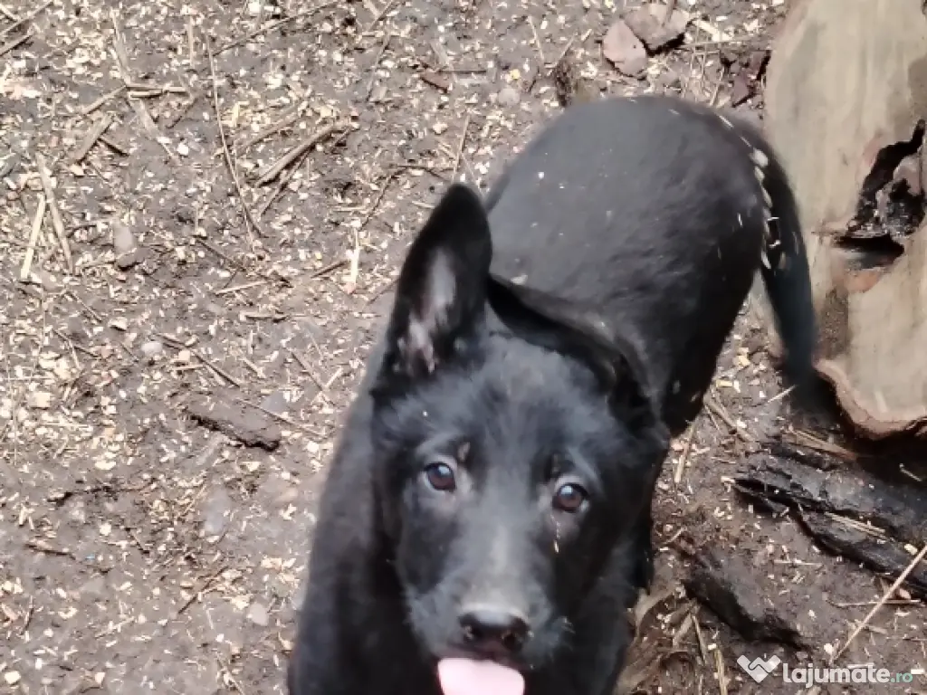 Vând căței Ciobănesc Belgian Malinois