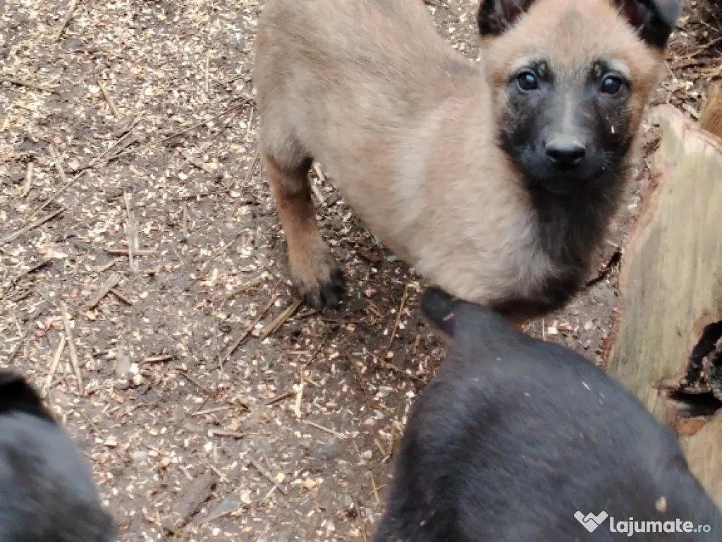 Vând căței Ciobănesc Belgian Malinois