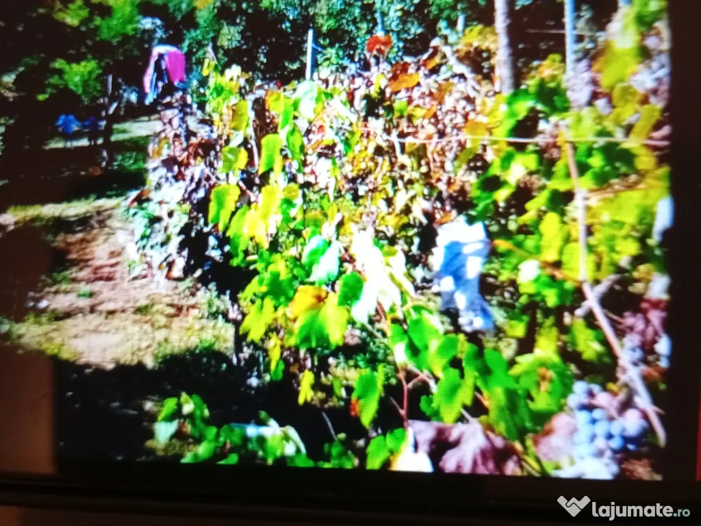 Terén cu vita de vie si livada