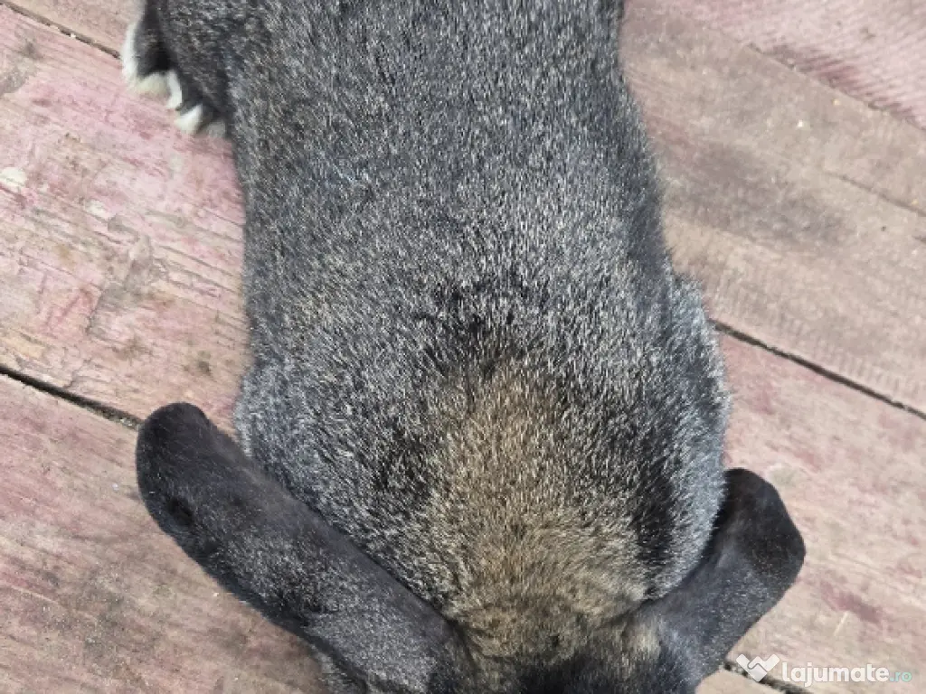 vand iepuroi belgian