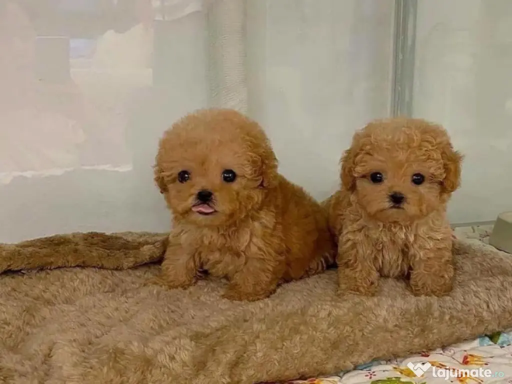 maltipoo mini toy cu pedigree