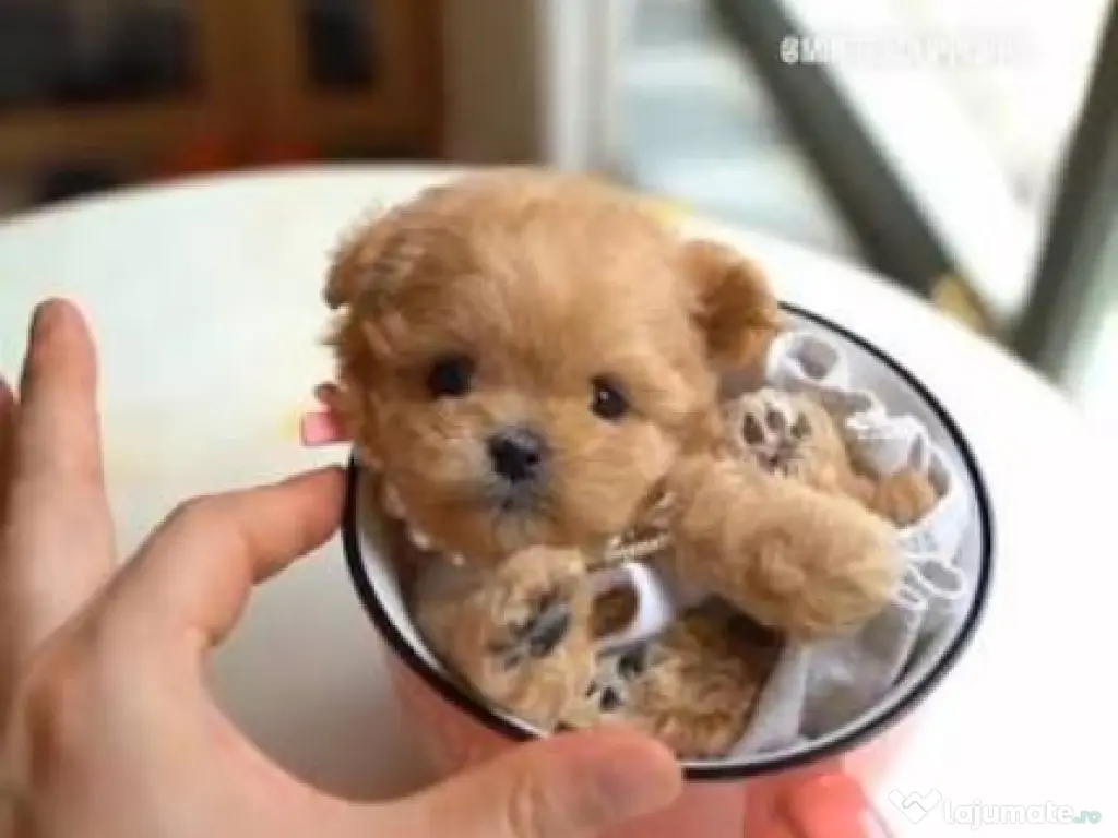 maltipoo mini toy cu pedigree