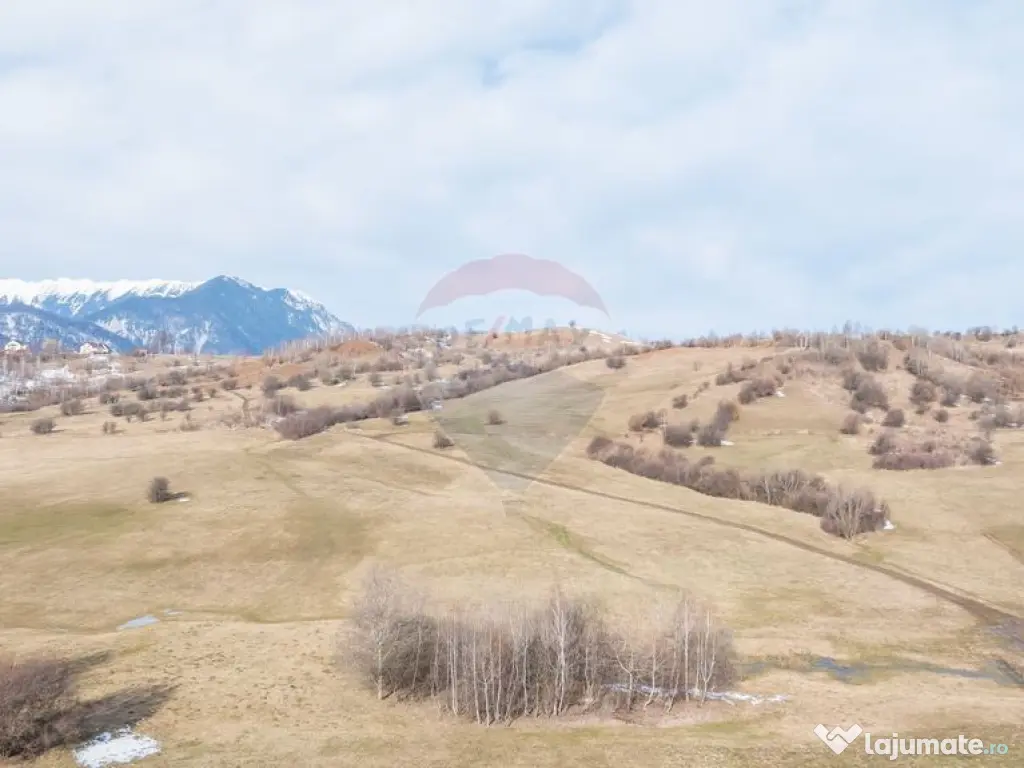 Teren Tohanul Nou 4500mp, in spate Wolf 