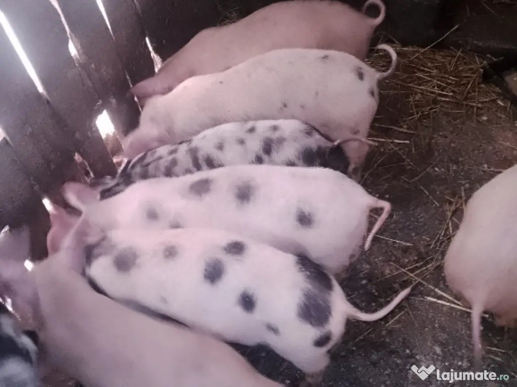 Vând purcei metiși Pietrain cu Landrace 