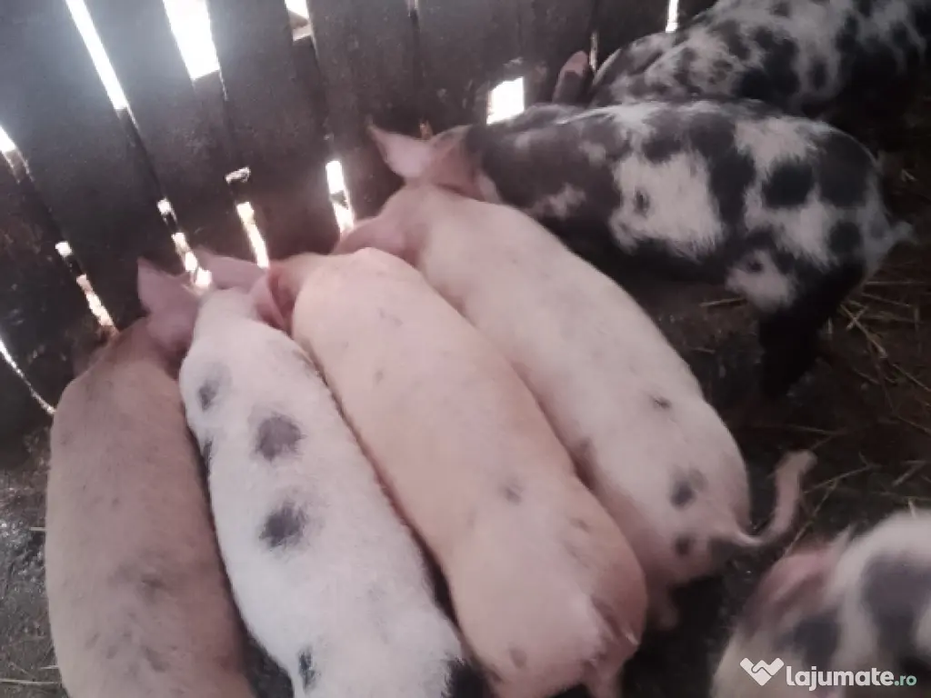 Vând purcei metiși Pietrain cu Landrace 