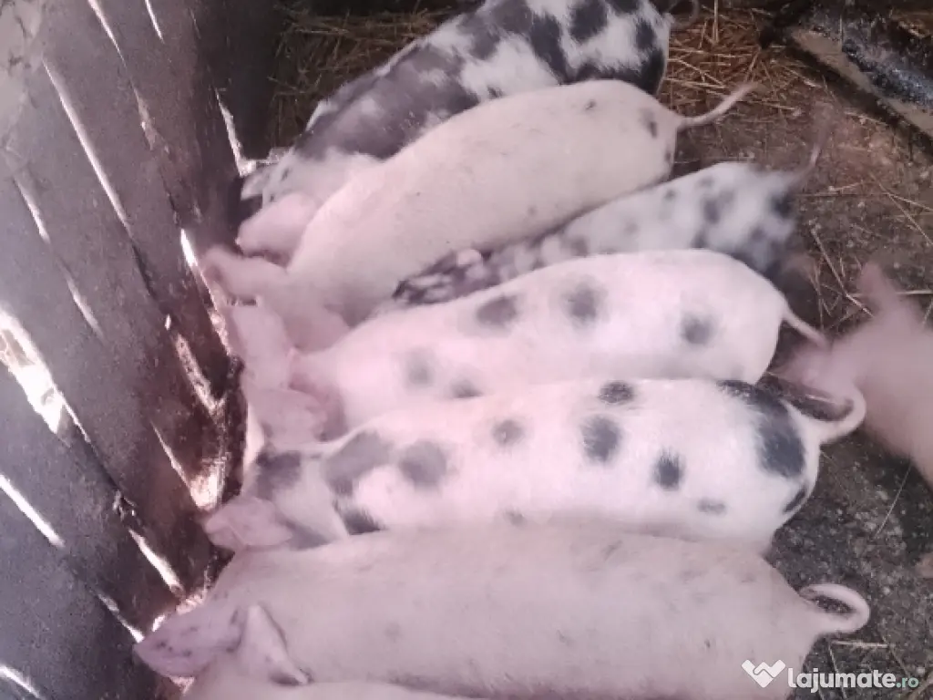 Vând purcei metiși Pietrain cu Landrace 