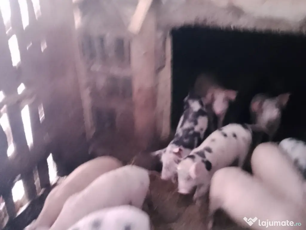 Vând purcei metiși Pietrain cu Landrace 