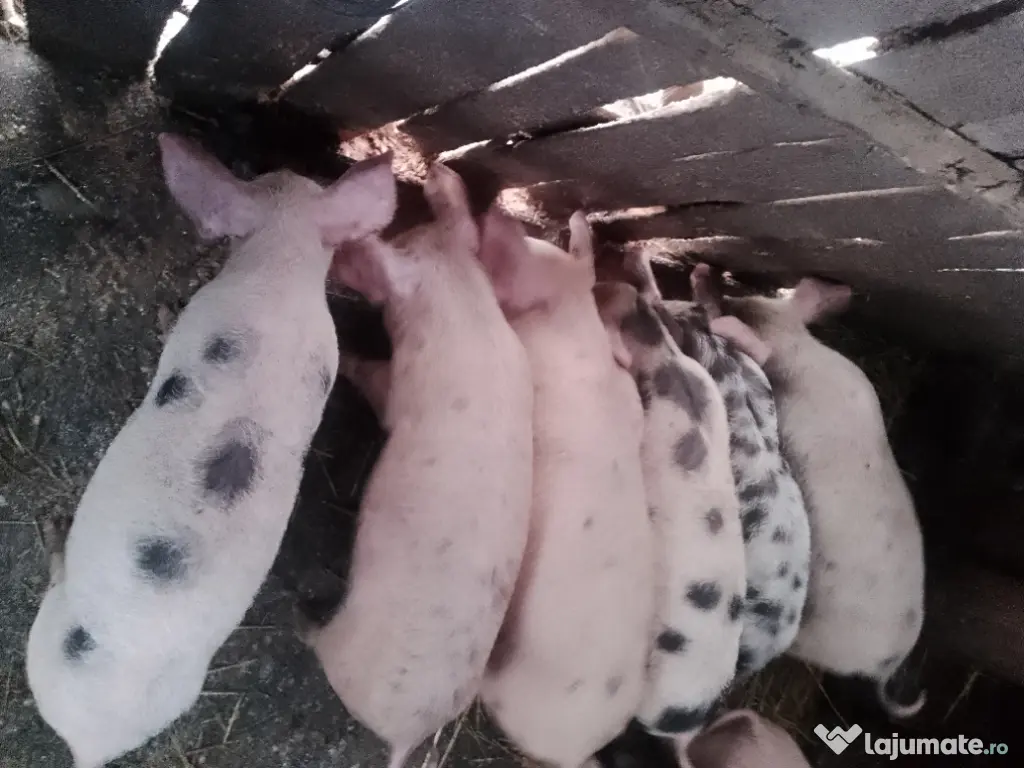 Vând purcei metiși Pietrain cu Landrace 