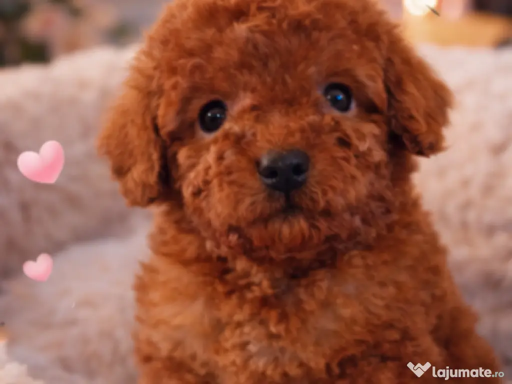 Pui rasa Pudel Miniature Roșcat cu garanție medicală
