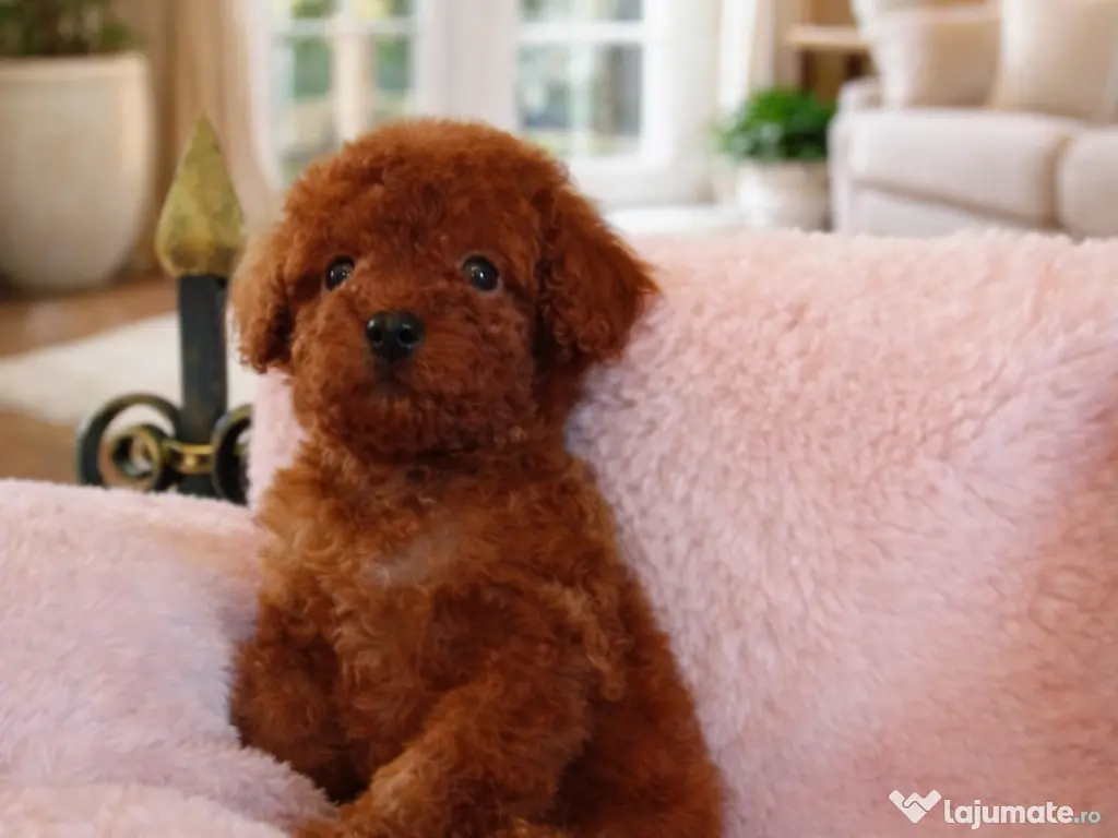 Pui rasa Pudel Miniature roșcat cu garanție medicală