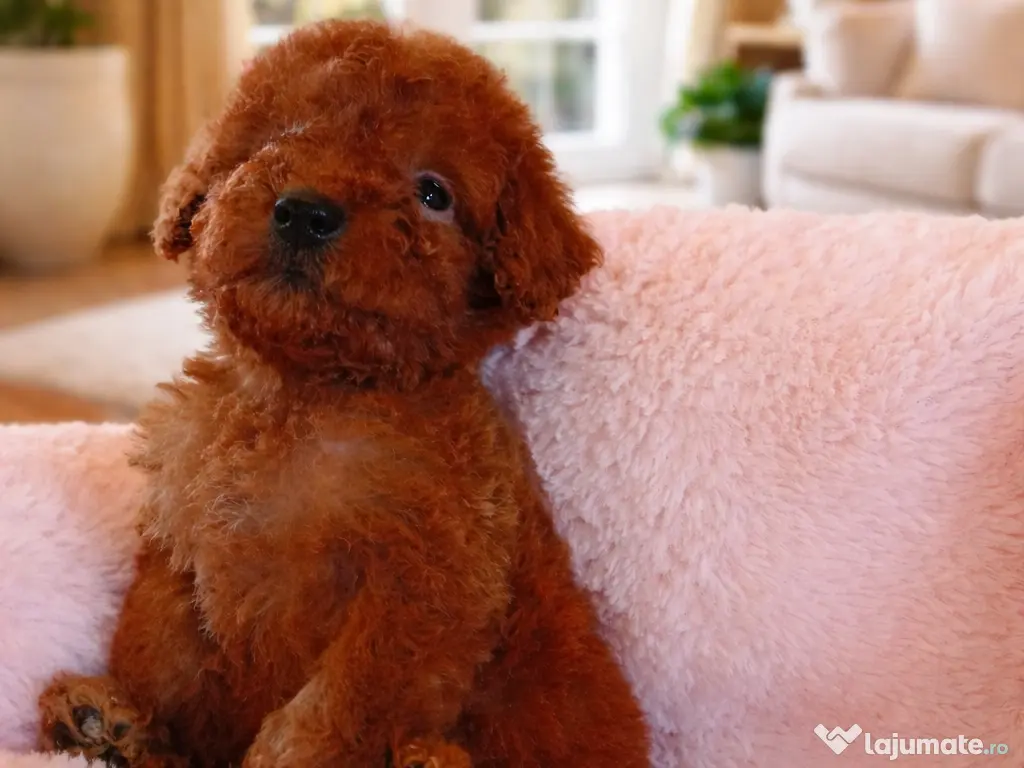 Pui rasa Pudel Miniature roșcat cu garanție medicală