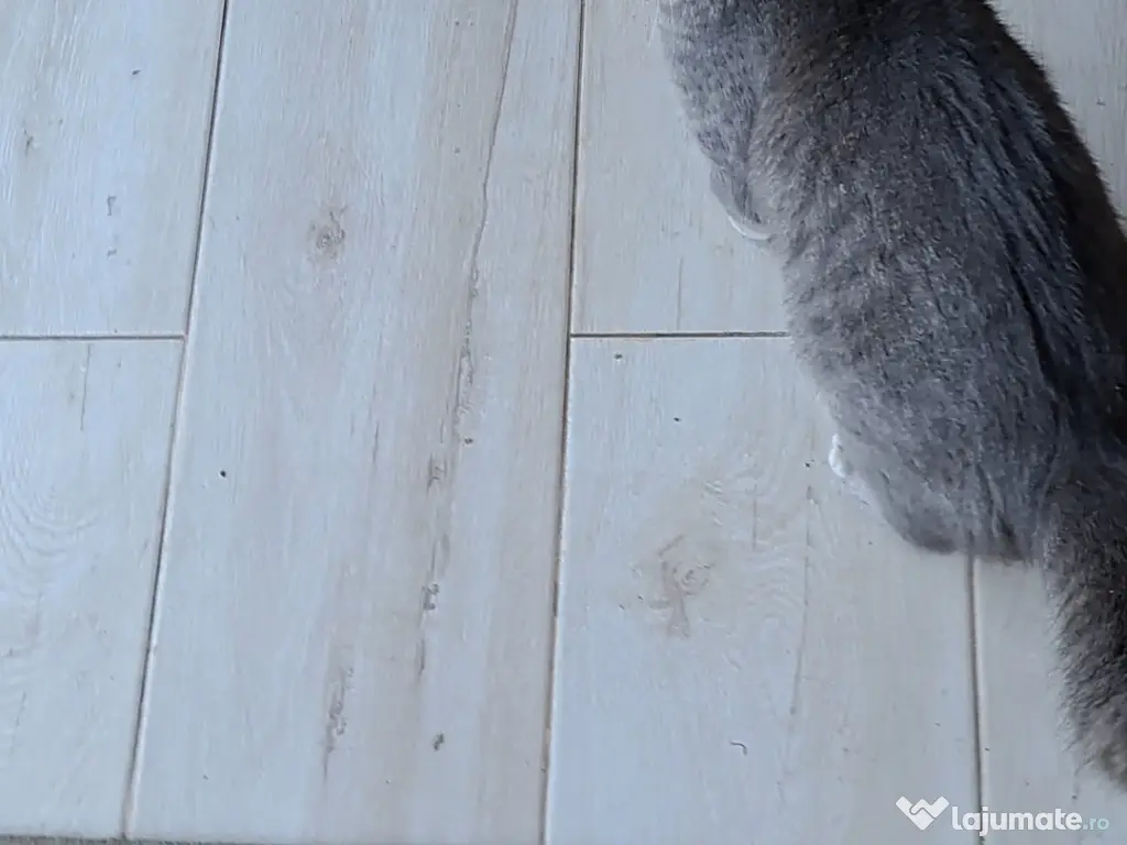 Motănel pentru adopție 