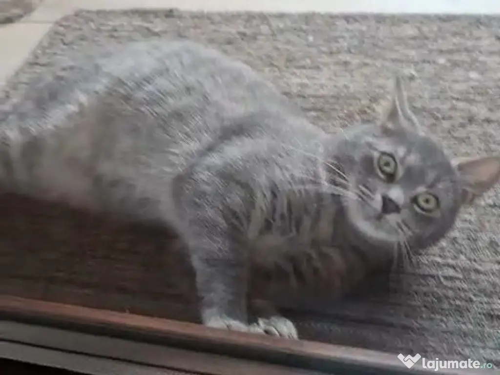 Motănel pentru adopție 