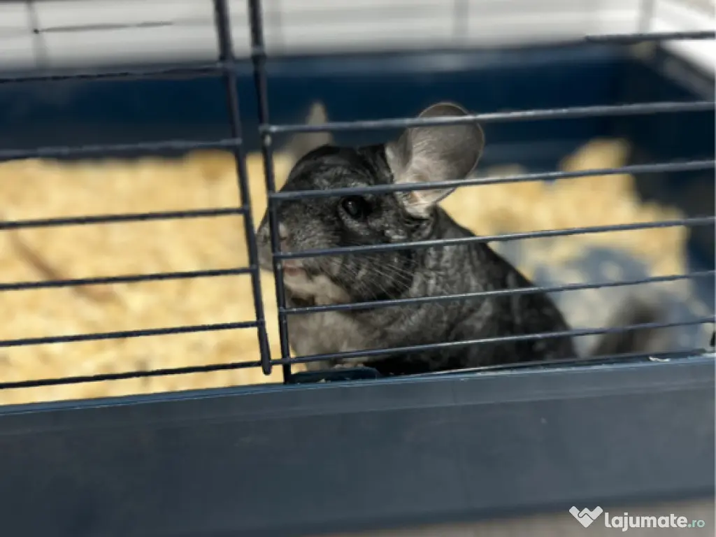 Vand Chinchilla + cusca echipata 